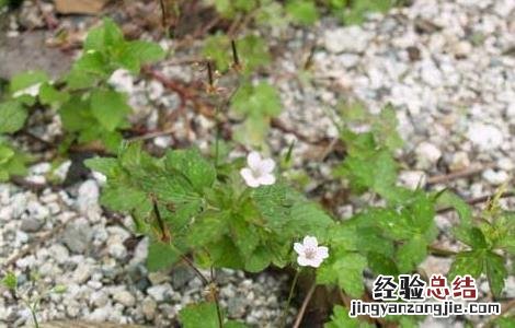 老鹳草的功效与作用图片 老鹳草的功效与作用