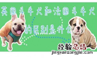 英国斗牛犬和法国斗牛犬有什么区别 了解一下英斗犬和法斗犬