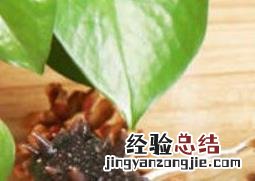即食海参怎么吃 即食海参怎么吃最有营养价值