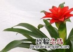 鸿运当头浇水方法 鸿运当头的浇水方法和注意事项