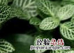 网纹草如何养殖视频 网纹草如何养殖