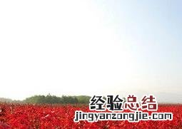 美国红枫的功效与作用 美国红枫的作用和价值