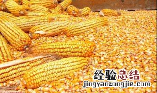 玉米种什么时候发芽 玉米什么时候出苗