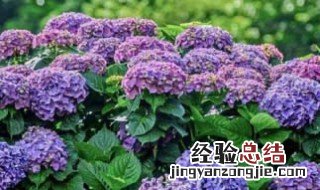 绣球花适合放在卧室吗风水好吗 绣球花适合放在卧室吗