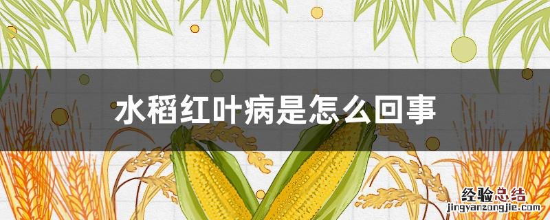水稻红叶病是怎么回事 水稻红叶病是什么症状