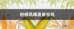 柑橘凤蝶幼虫是害虫吗 柑橘凤蝶是害虫吗