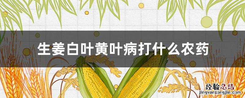 姜叶发黄是什么病打什么农药 生姜白叶黄叶病打什么农药