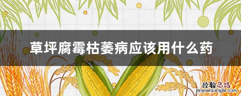 草坪夏天腐烂病用什么药根除 草坪腐霉枯萎病应该用什么药
