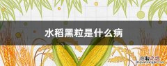 水稻有黑粒是什么病 水稻黑粒是什么病