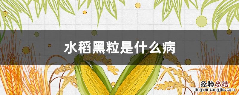 水稻有黑粒是什么病 水稻黑粒是什么病