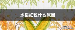 水稻叶子发红是什么原因 水稻红粒什么原因