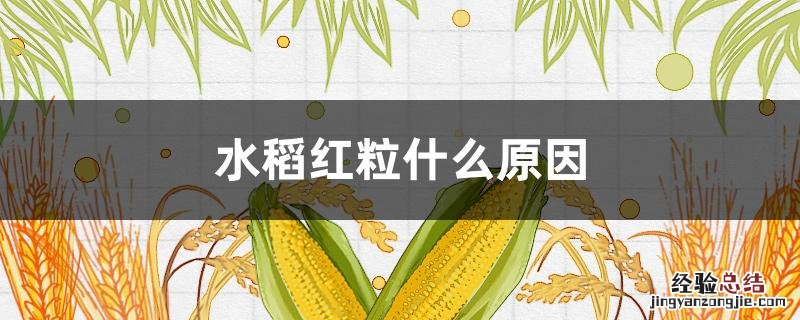 水稻叶子发红是什么原因 水稻红粒什么原因