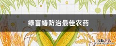 绿盲蝽防治最佳农药 绿盲蝽防治最佳农药时间