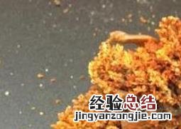 海参花的做法与吃法 海参花的做法与吃法大全