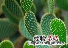仙人掌的药用功效与作用 仙人掌的药用价值与功效