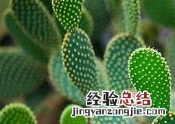 仙人掌的药用功效与作用 仙人掌的药用价值与功效