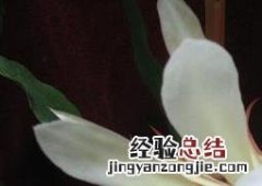 昙花的药用价值与功效 昙花的药用价值与功效与作用