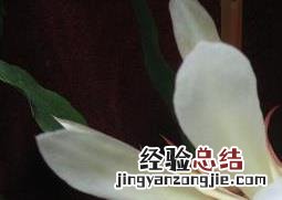 昙花的药用价值与功效 昙花的药用价值与功效与作用