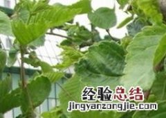 榆树叶的功效与作用及药用价值 榆树叶的药用价值与功效