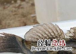 笋壳鱼的功效与作用及禁忌是什么 笋壳鱼的功效与作用及禁忌