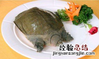 水鱼不能和什么一起吃 水鱼不能和什么一起吃会中毒