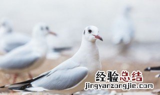 鸽子汤怎么炖不上火 怎么炖鸽子汤不上火