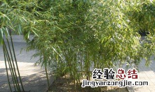 竹子在院子哪个方位好 了解一下竹子的寓意和生长条件