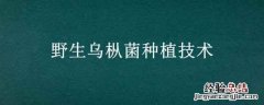 野生乌枞菌种植技术 乌枞菌人工种植