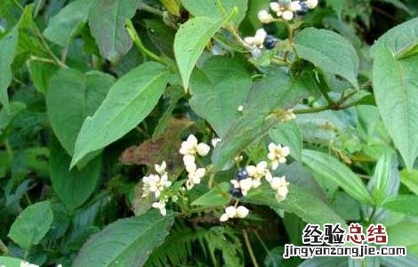 火炭母草的功效与作用 火炭母草的功效与作用与主治