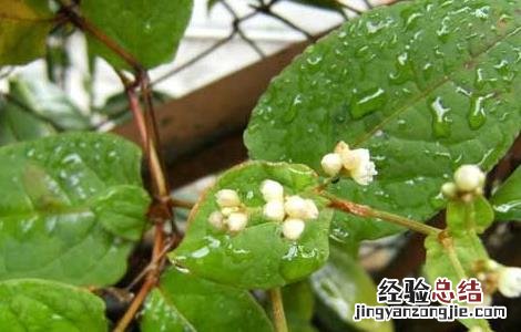 火炭母草的功效与作用 火炭母草的功效与作用与主治