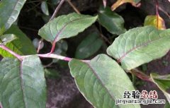 火炭母草的功效与作用 火炭母草的功效与作用与主治