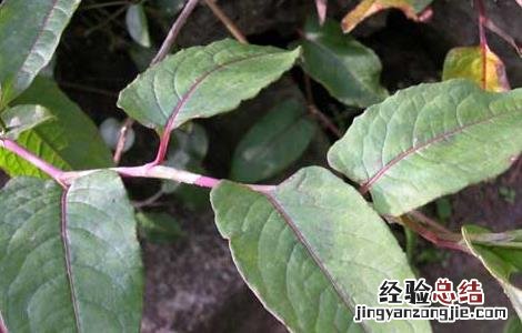 火炭母草的功效与作用 火炭母草的功效与作用与主治