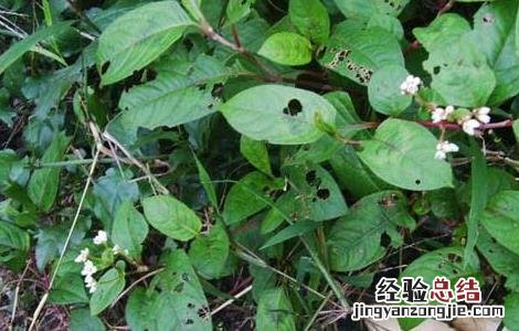 火炭母草的功效与作用 火炭母草的功效与作用与主治