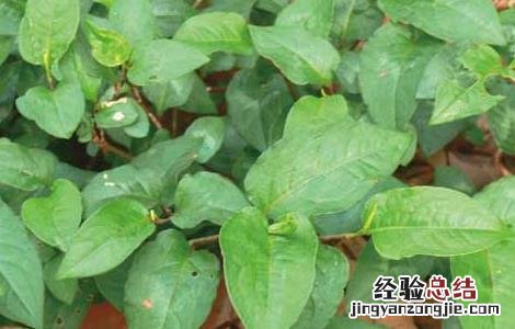 火炭母草的功效与作用 火炭母草的功效与作用与主治