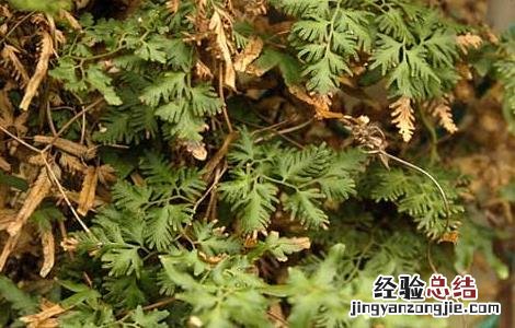 海金沙草的功效与作用 海金沙草的功效与作用的功能与主治