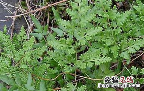 海金沙草的功效与作用 海金沙草的功效与作用的功能与主治