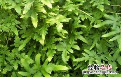 海金沙草的功效与作用 海金沙草的功效与作用的功能与主治