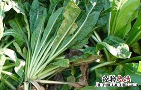 菊苣的功效与作用图片 菊苣的功效与作用