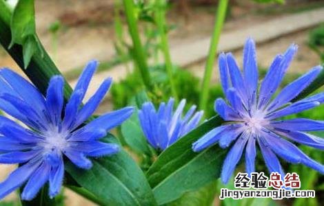 菊苣的功效与作用图片 菊苣的功效与作用
