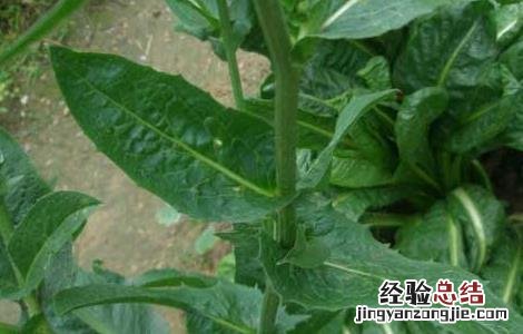 菊苣的功效与作用图片 菊苣的功效与作用