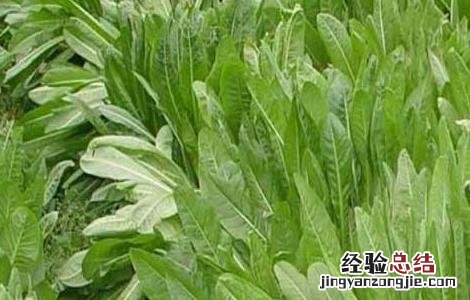 菊苣的功效与作用图片 菊苣的功效与作用