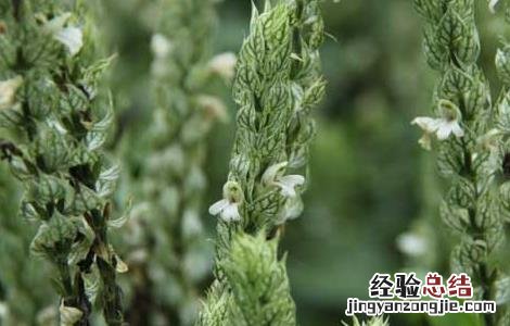 大驳骨的功效与作用 大驳骨的功效与作用两面针
