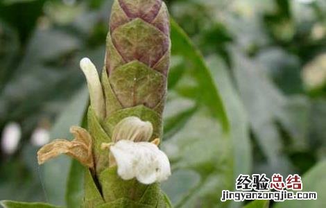 大驳骨的功效与作用 大驳骨的功效与作用两面针