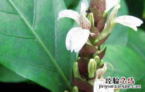 大驳骨的功效与作用 大驳骨的功效与作用两面针