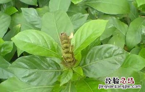 大驳骨的功效与作用 大驳骨的功效与作用两面针