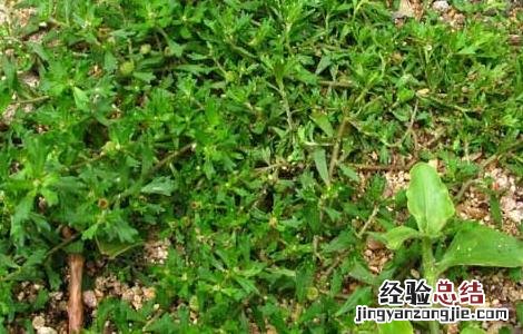 鹅不食草的功效与作用 鹅不食草的功效与作用及食用方法