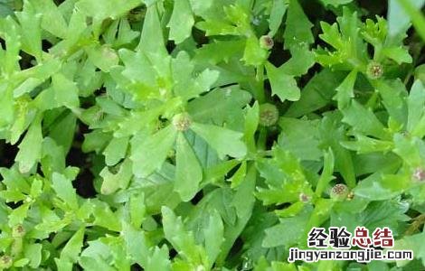 鹅不食草的功效与作用 鹅不食草的功效与作用及食用方法
