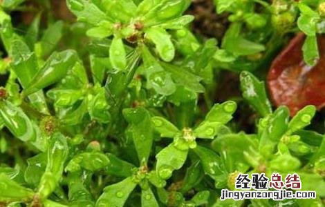 鹅不食草的功效与作用 鹅不食草的功效与作用及食用方法