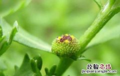 鹅不食草的功效与作用 鹅不食草的功效与作用及食用方法