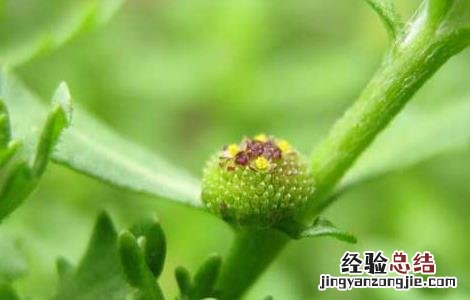 鹅不食草的功效与作用 鹅不食草的功效与作用及食用方法
